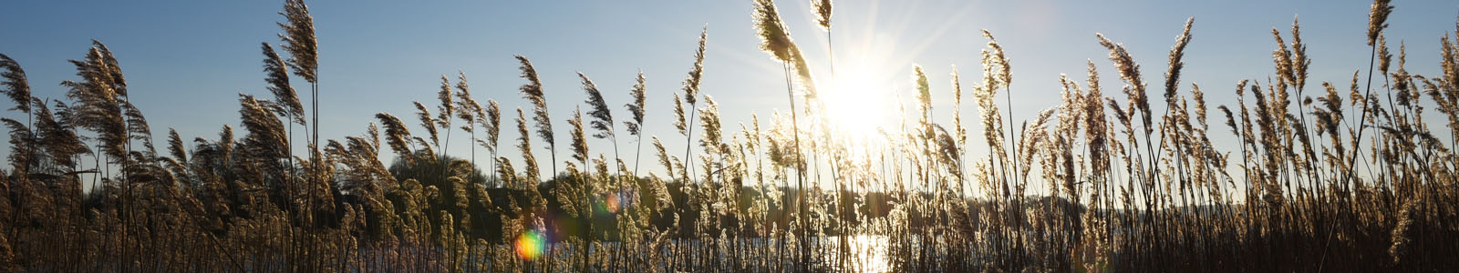 Gräserhalme mit Sonnenschein im Hintergrund © Dienstleistungszentren Ländlicher Raum